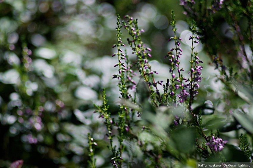 Диса и Вереск — Куклы Paola Reina (Паола Рейна): новинки