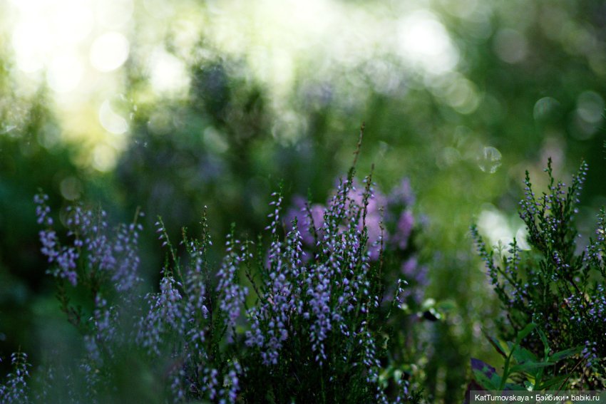 Диса и Вереск — Куклы Paola Reina (Паола Рейна): новинки