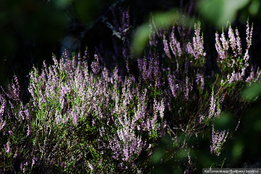 Диса и Вереск — Куклы Paola Reina (Паола Рейна): новинки