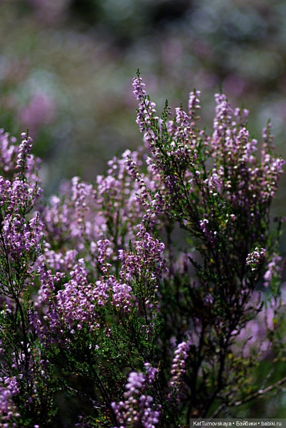 Диса и Вереск — Куклы Paola Reina (Паола Рейна): новинки