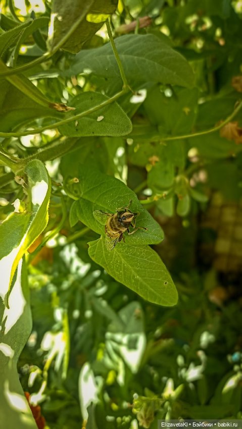 Утюг. Realpuki. 175 — Фотоистории с куклами BJD (БЖД): сериалы