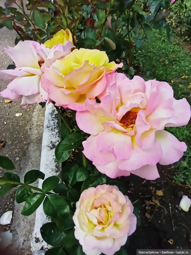 Санаторий им. Горького. Кисловодск