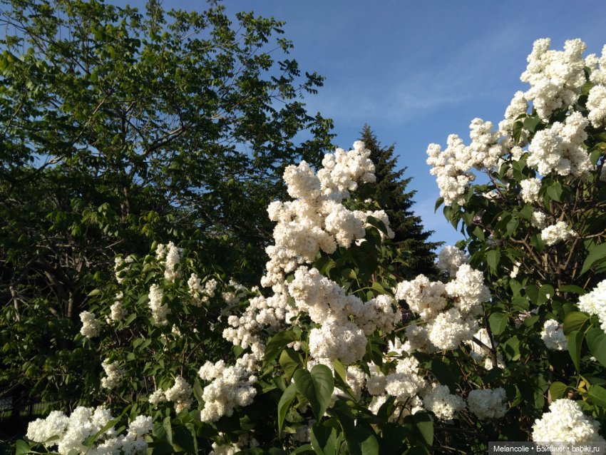 Когда цвела сирень — Куклы Barbie (Барби): Looks