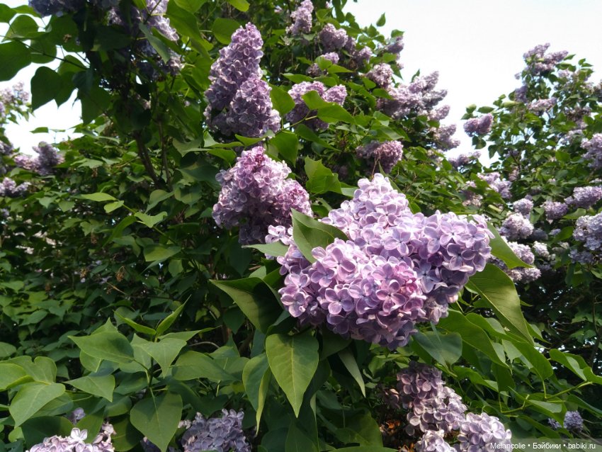 Когда цвела сирень — Куклы Barbie (Барби): Looks