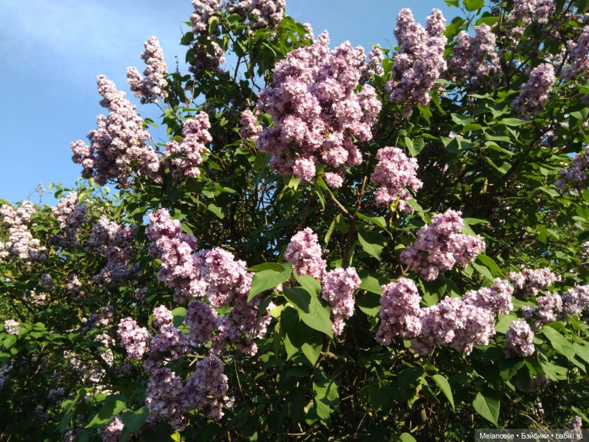 Когда цвела сирень — Куклы Barbie (Барби): Looks