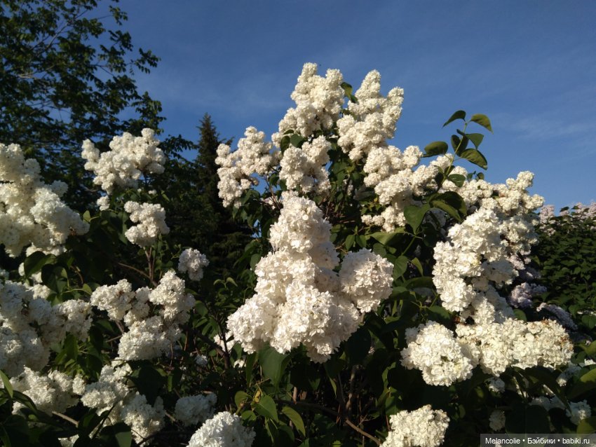 Когда цвела сирень — Куклы Barbie (Барби): Looks (фото 10)