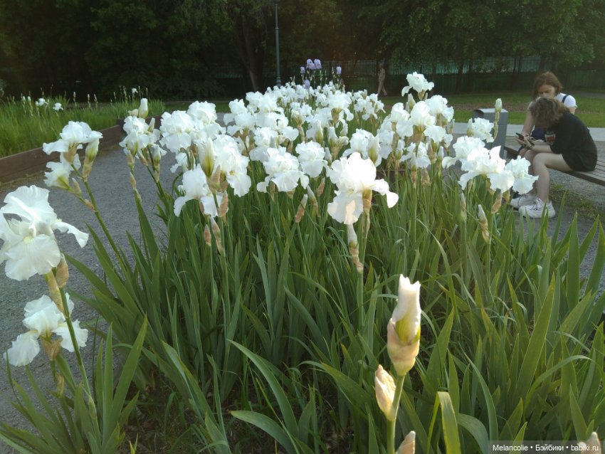 Когда цвела сирень — Куклы Barbie (Барби): Looks