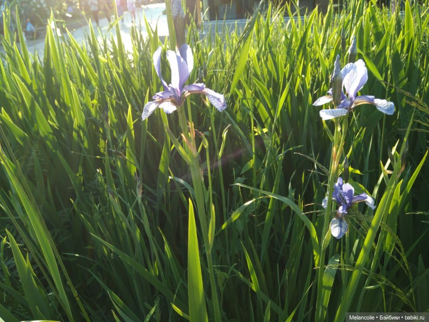 Когда цвела сирень — Куклы Barbie (Барби): Looks