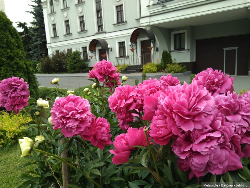 Дианы в голубом — Аналоги Барби и куклы 1/6: клоны 90