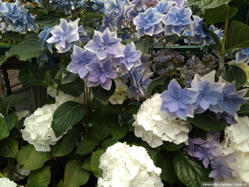 Дианы в голубом — Аналоги Барби и куклы 1/6: клоны 90