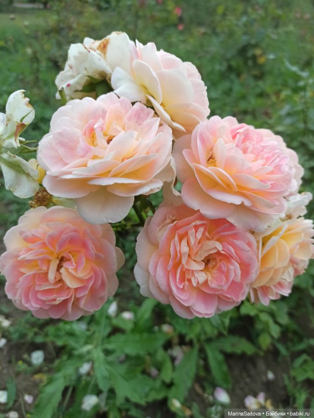 Ах, Кисловодск, любовь моя