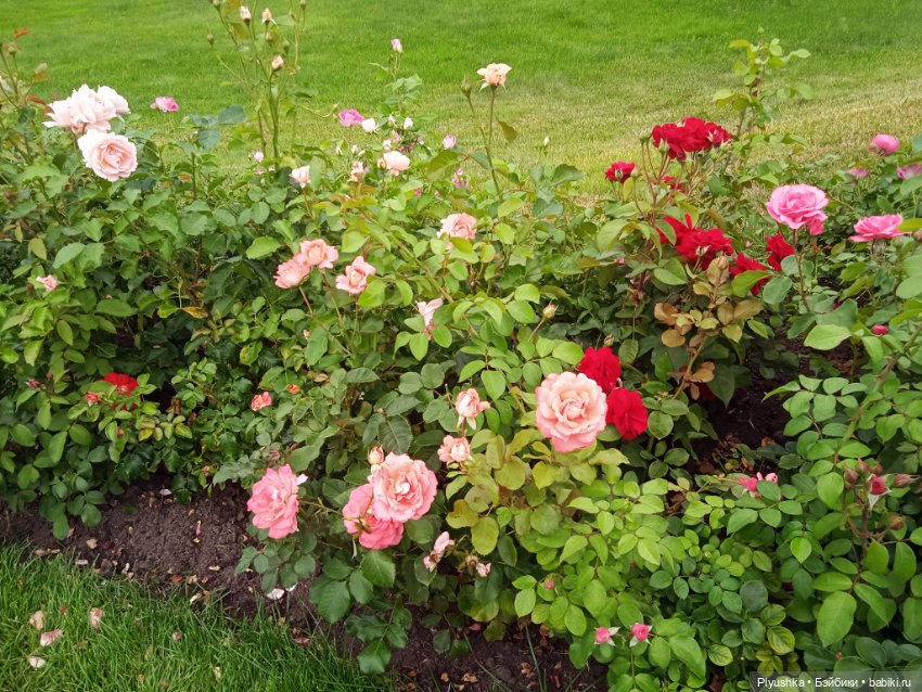 Асенька на ВДНХ — Российские куклы Весна