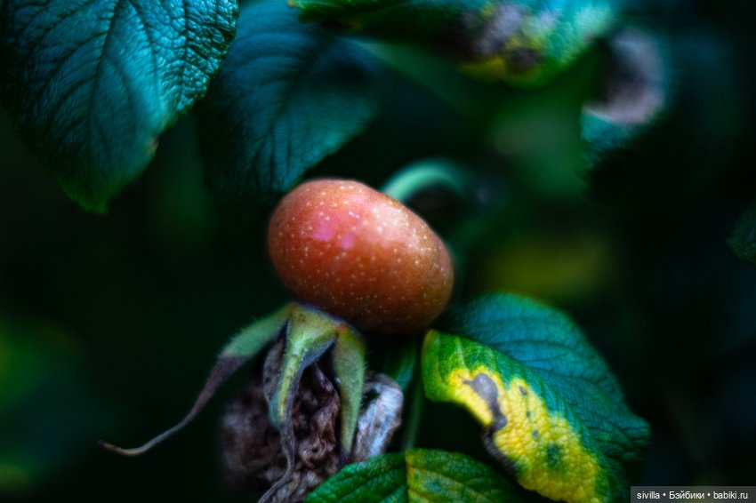 Ми-ми-мишки или крошки на ладошке