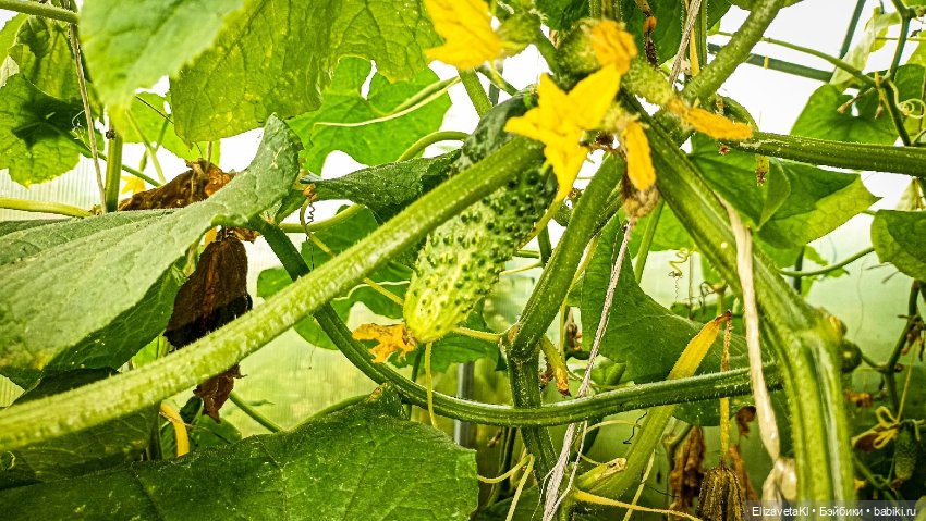 Как появляются дети? Realpuki. 176 (фото 4)