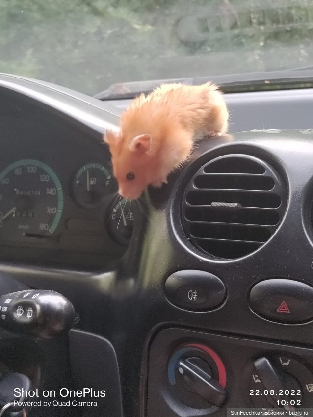 А у вас есть дома хомяк — В мире животных: смешные фото питомцев и зверей