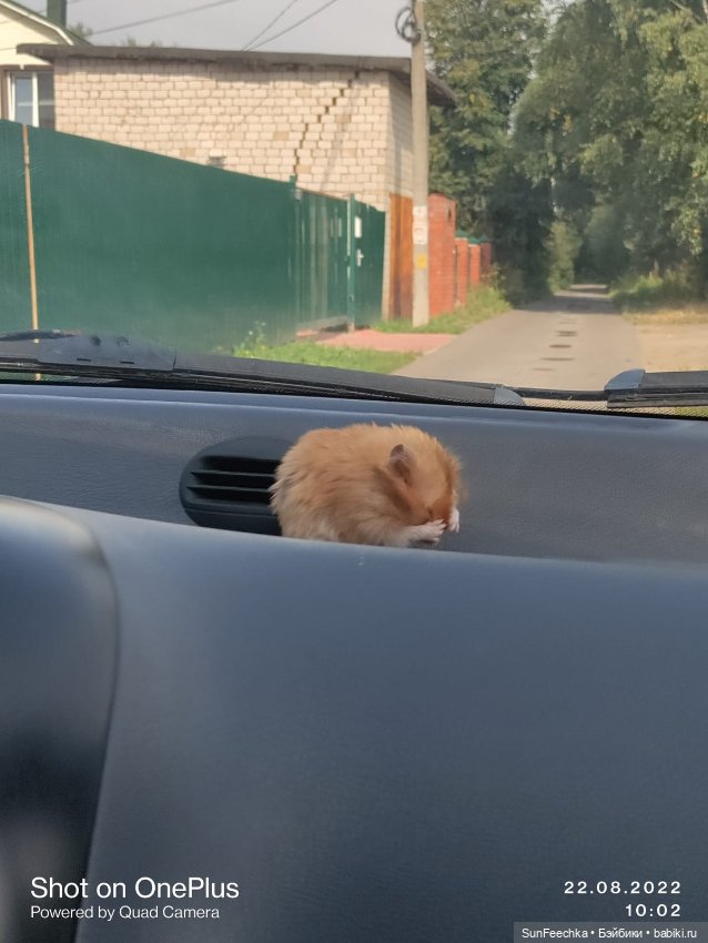 А у вас есть дома хомяк — В мире животных: смешные фото питомцев и зверей