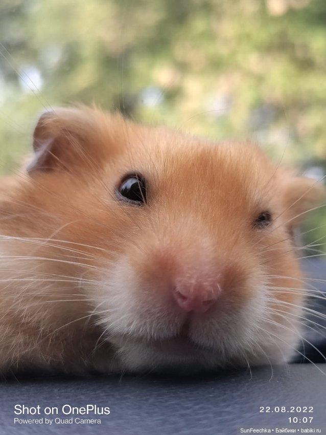 А у вас есть дома хомяк — В мире животных: смешные фото питомцев и зверей (фото 4)