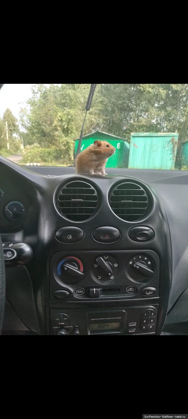 А у вас есть дома хомяк — В мире животных: смешные фото питомцев и зверей (фото 7)