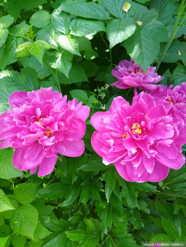 Лето Сури☀️ — Куклы Fairyland (ФэйриЛэнд): BJD (БЖД) (фото 6)