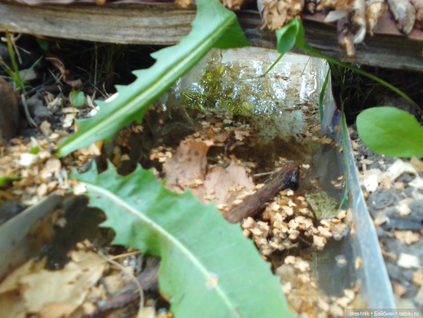 Мост – место спокойствия и умиротворения