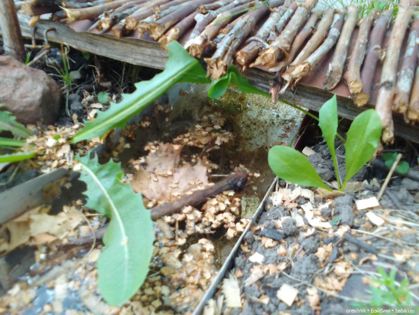 Мост – место спокойствия и умиротворения