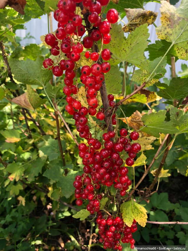 И мечты ну конечно сбываются