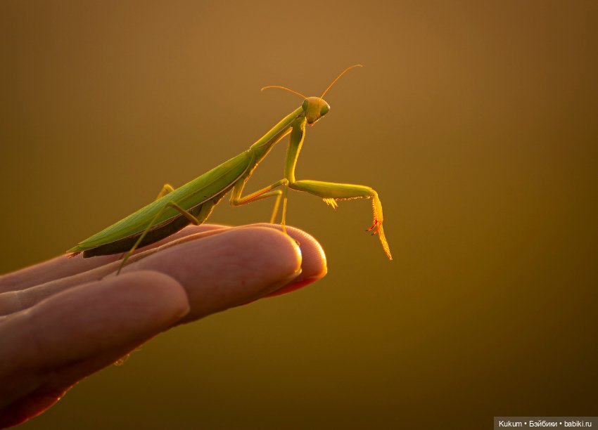 Встречаем закат с Smartdoll