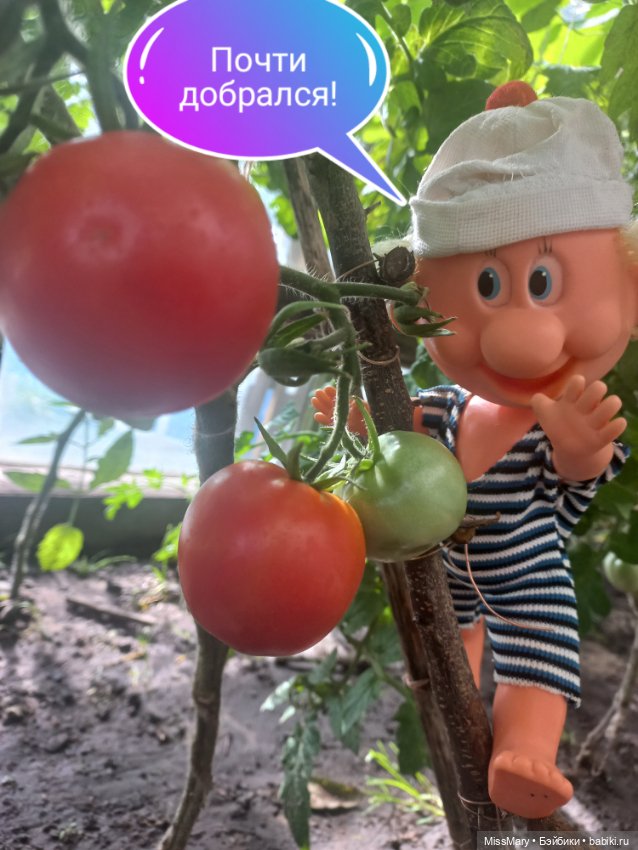 Весёлые картинки. "Помидоры". Часть 1 (фото 7)