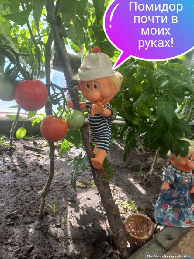 Весёлые картинки. "Помидоры". Часть 1 (фото 8)