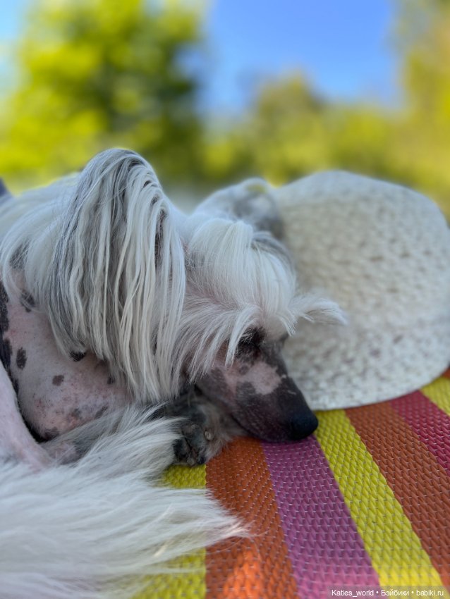 День благодарности собакам (фото 4)