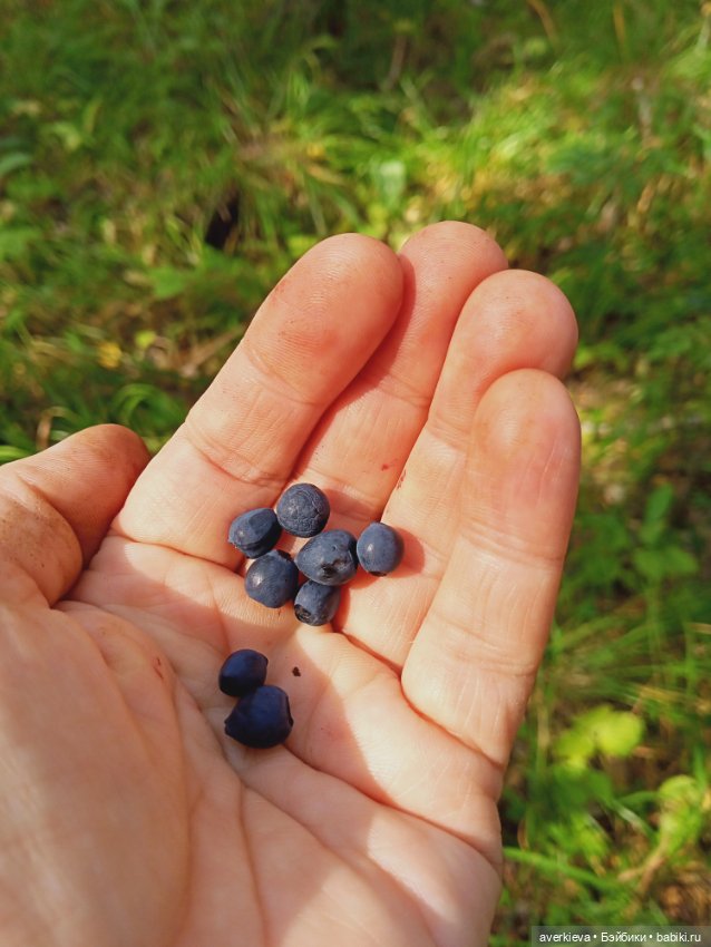 Путешествие Жорика — Коллекционные фигурки (разное): животные