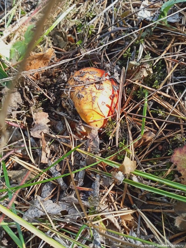 Путешествие Жорика — Коллекционные фигурки (разное): животные