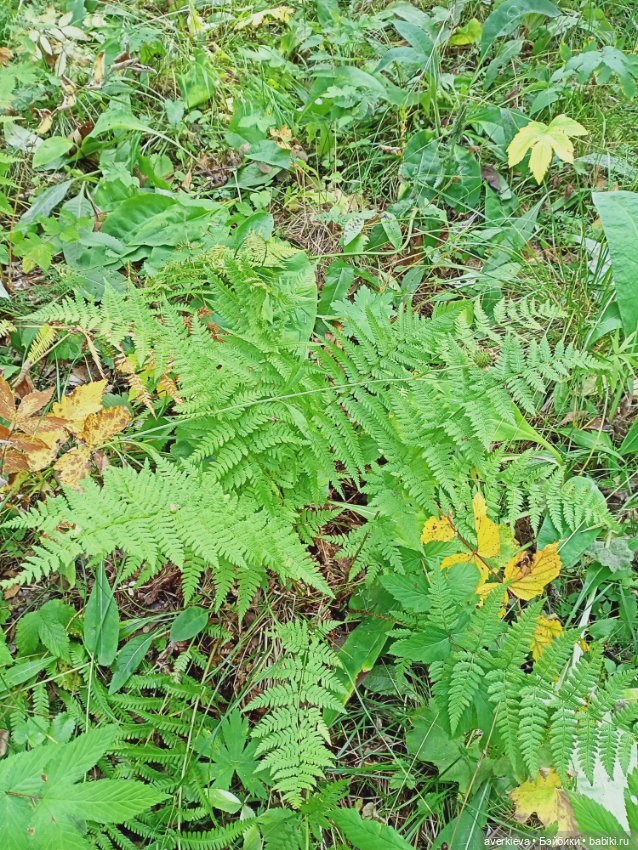 Путешествие Жорика — Коллекционные фигурки (разное): животные