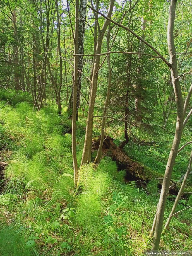 Путешествие Жорика — Коллекционные фигурки (разное): животные