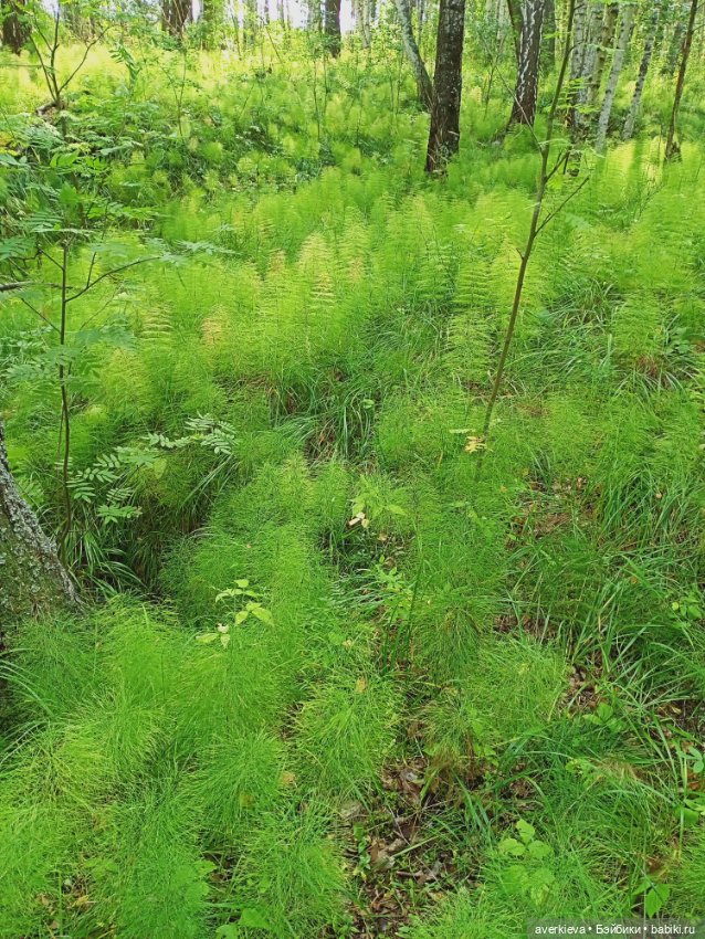 Путешествие Жорика — Коллекционные фигурки (разное): животные