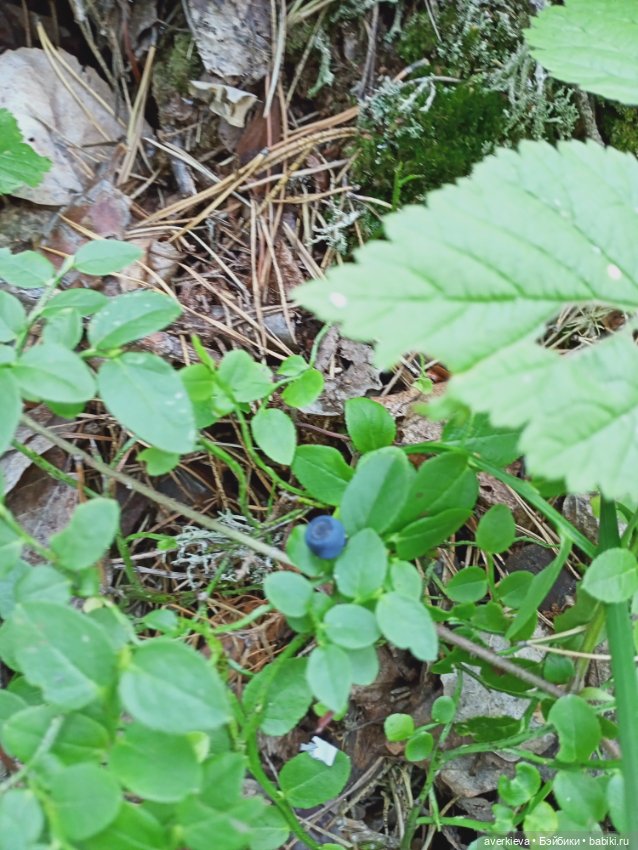 Путешествие Жорика — Коллекционные фигурки (разное): животные (фото 10)