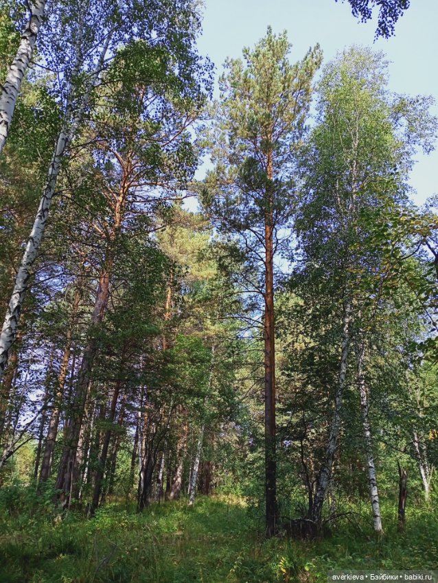 Путешествие Жорика — Коллекционные фигурки (разное): животные (фото 5)