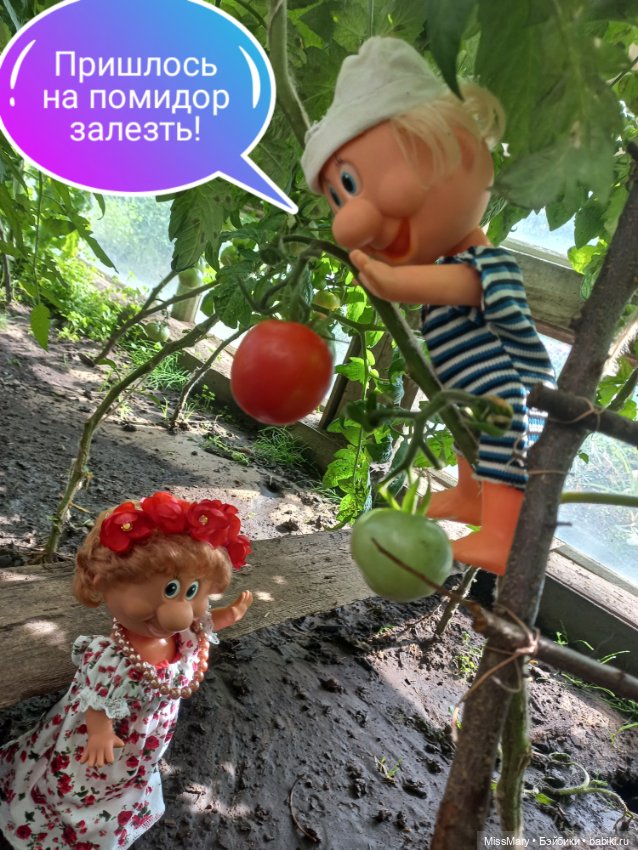 Весёлые картинки. "Помидоры". Часть 2 (фото 2)