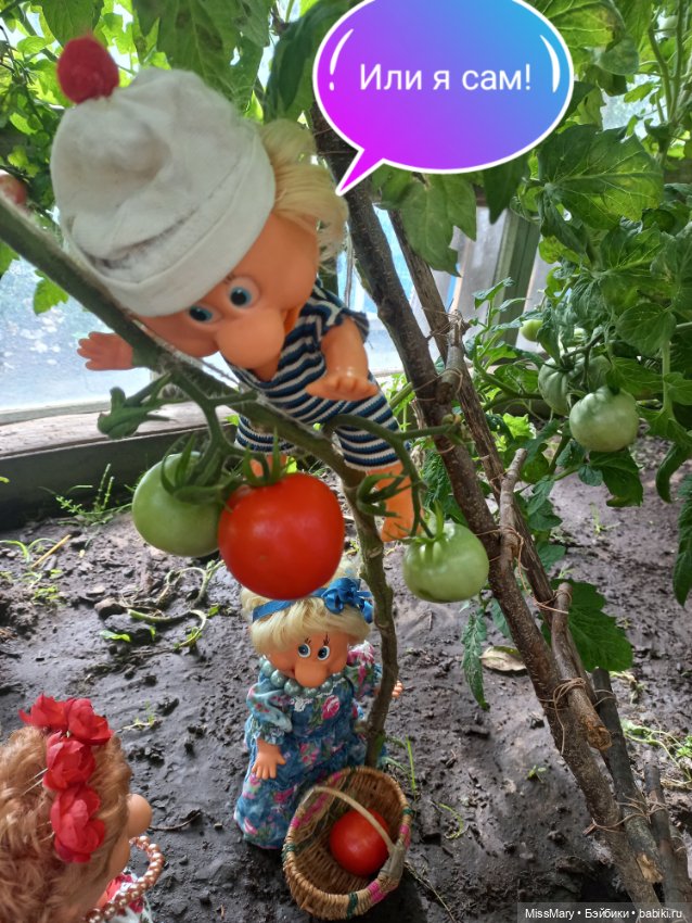 Весёлые картинки. "Помидоры". Часть 2 (фото 5)