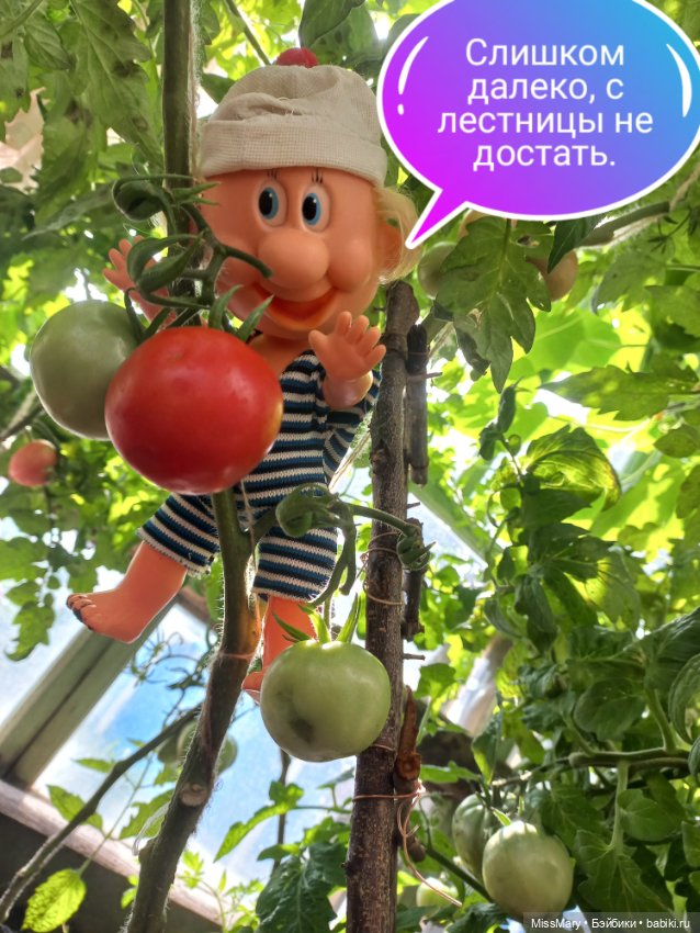 Весёлые картинки. "Помидоры". Часть 2