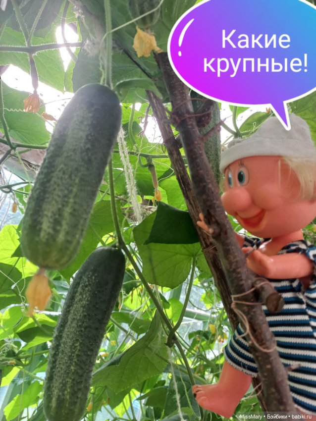 Весёлые картинки. "Огурцы-молодцы" (фото 4)