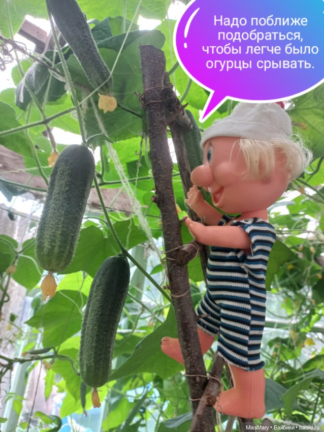 Весёлые картинки. "Огурцы-молодцы" (фото 3)