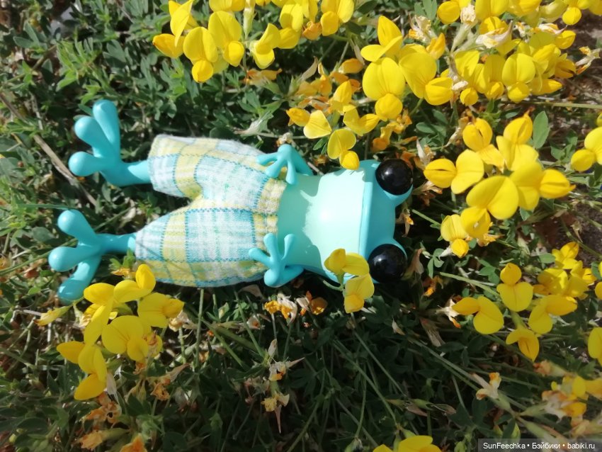 Apo frogs. Маркус. Знакомство (фото 9)