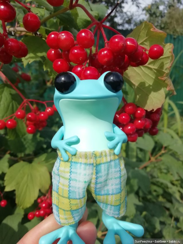 Apo frogs. Маркус. Знакомство (фото 3)