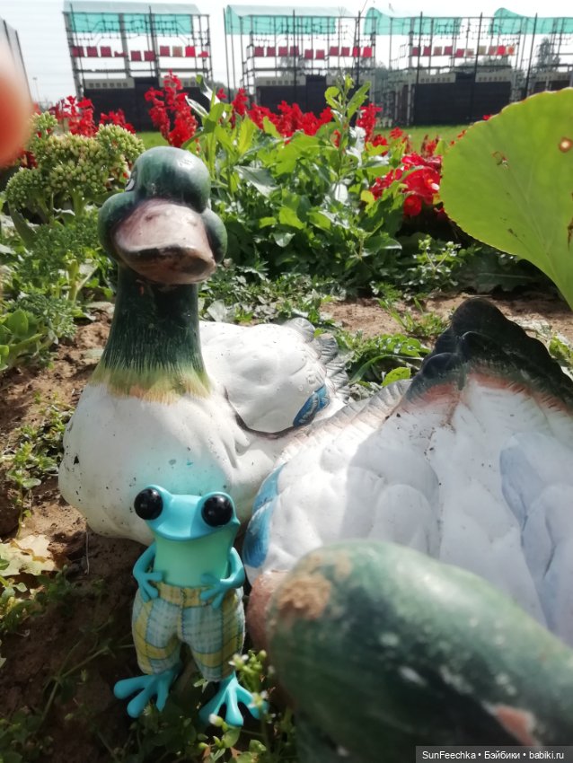 Apo frogs. Маркус. Знакомство (фото 8)