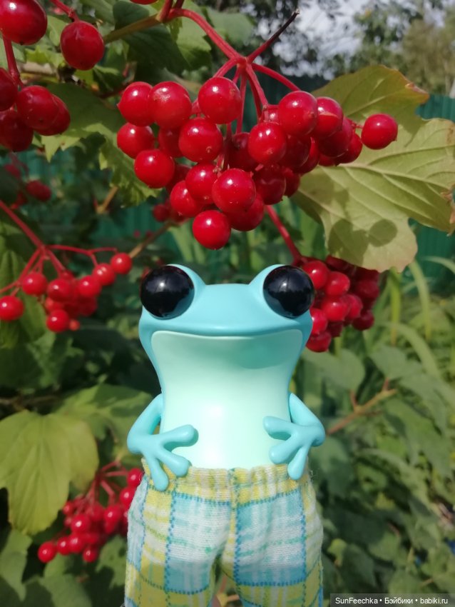 Apo frogs. Маркус. Знакомство (фото 6)