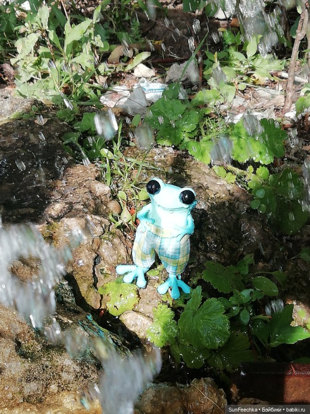 Apo frogs. Маркус. Знакомство (фото 5)