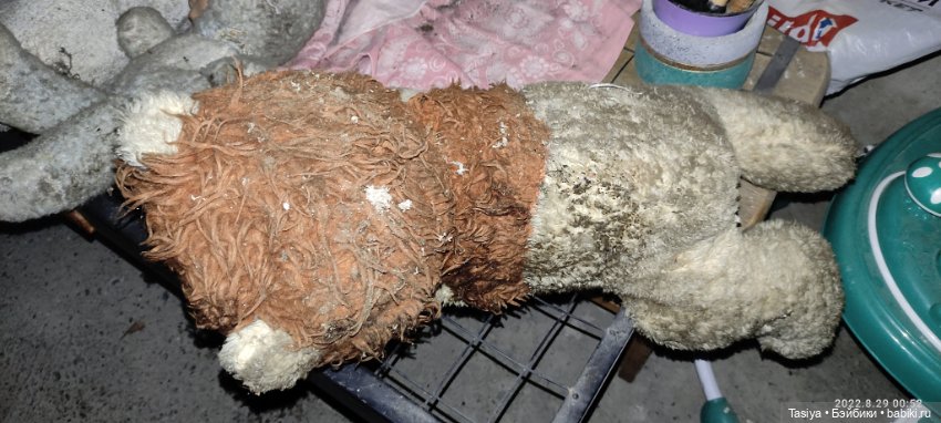 Помогите опознать бедняг спасённых с помойки (фото 6)