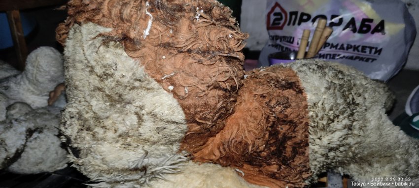 Помогите опознать бедняг спасённых с помойки (фото 5)