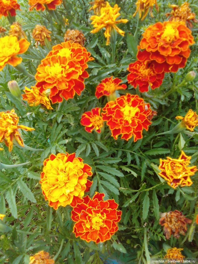 Лето – это маленькая жизнь!🌅 (фото 2)